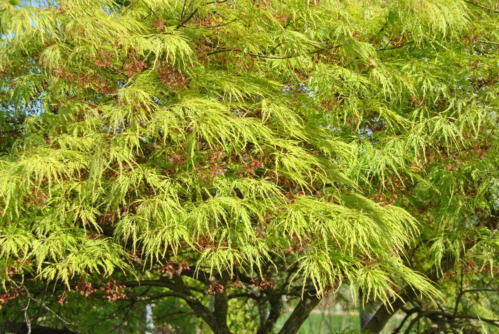 Érable du Japon Acer palmatum 'Dissectum' au feuillage finement découpé vert tendre