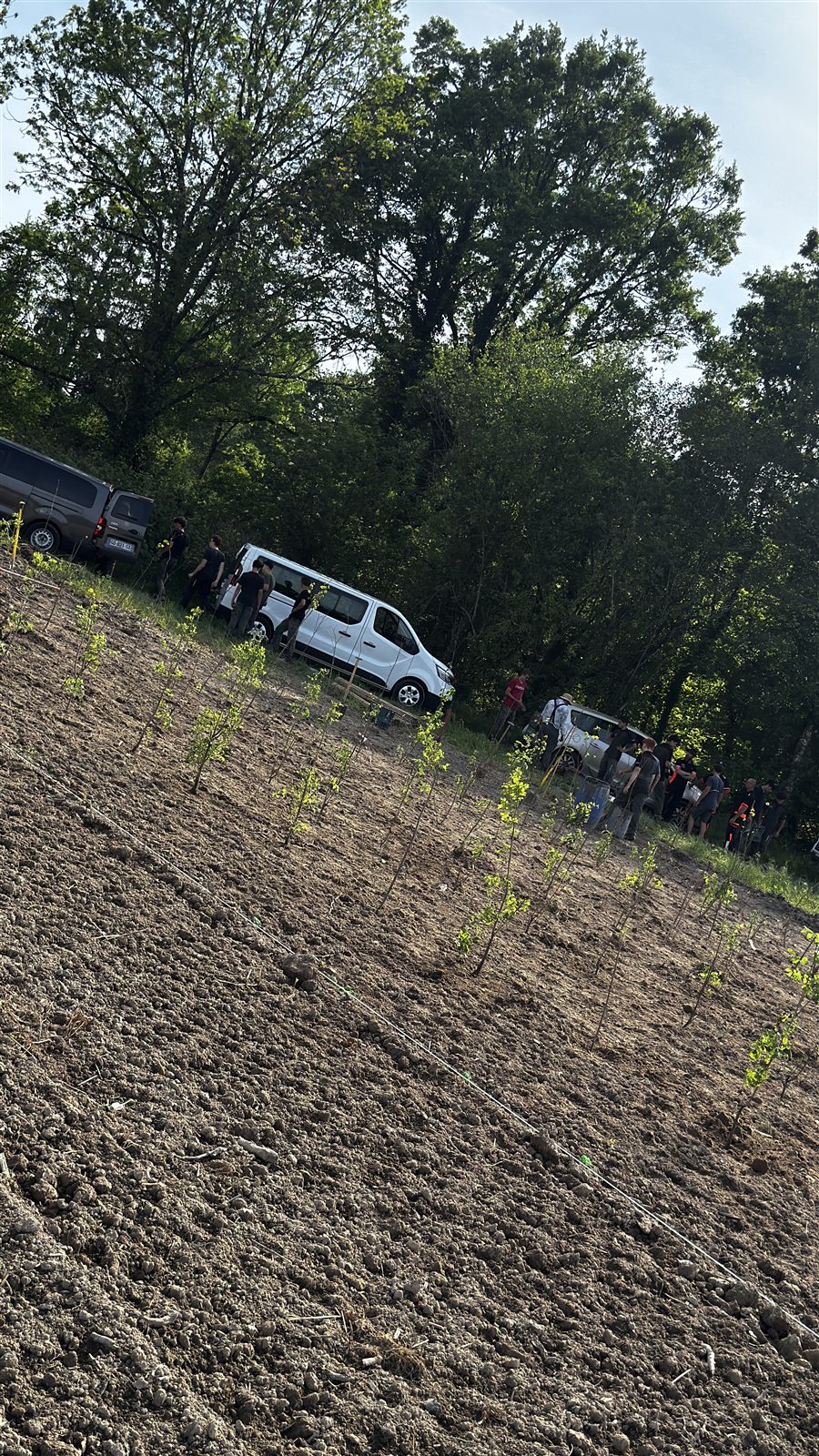 Plantation de jeunes plants en pleine terre à la pépinière, à Certines dans l'Ain