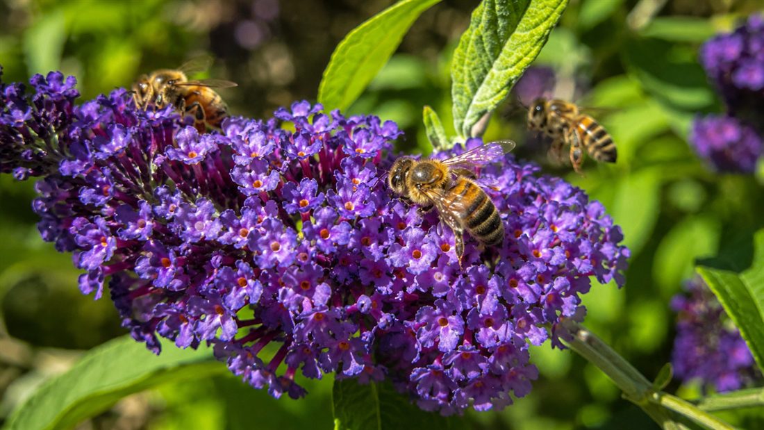 Buddléia en fleurs avec abeilles butineuses