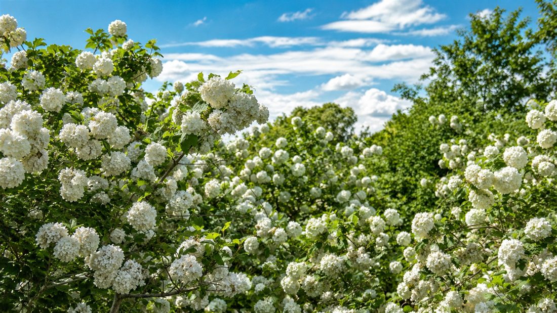 Boules-de-neige (Viburnum opulus) en floraison