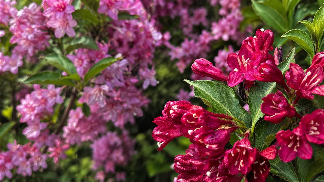 Weigélas en pleine floraison rose et fuchsia