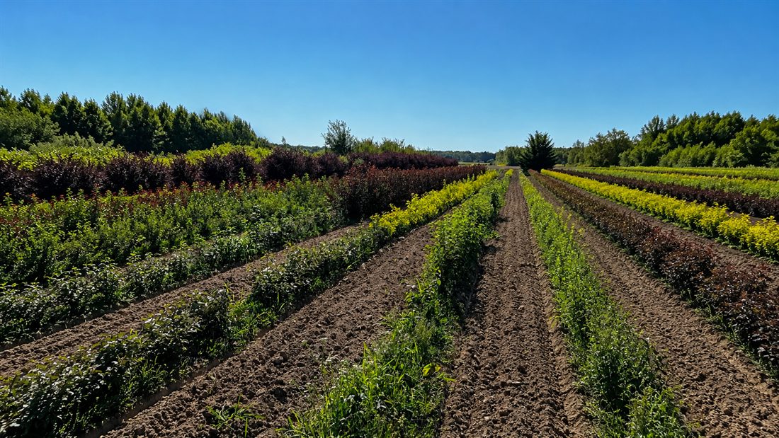 Rangs colorés de jeunes plants en pleine terre