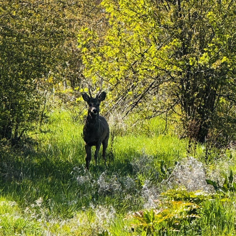 Un chevreuil au cœur des parcelles