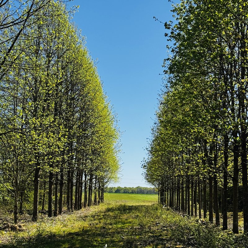 Allée d'arbres en pleine terre au printemps