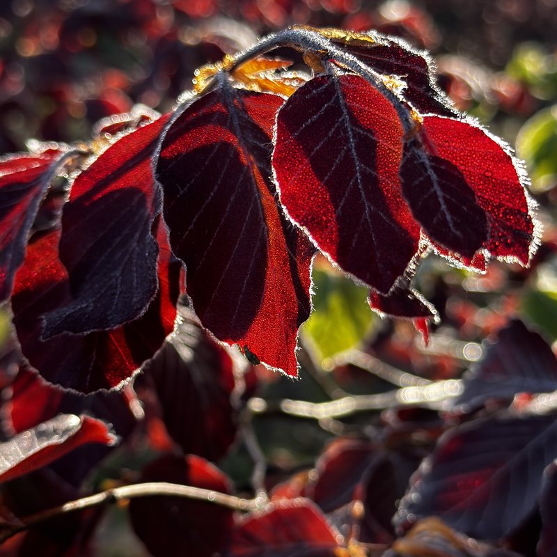Feuilles pourpres givrées au petit matin