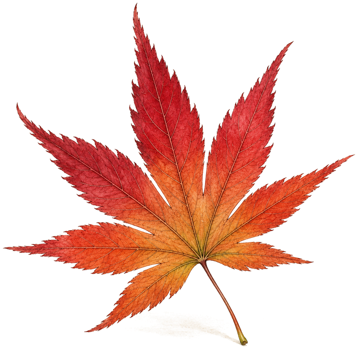 Feuille d'érable du Japon