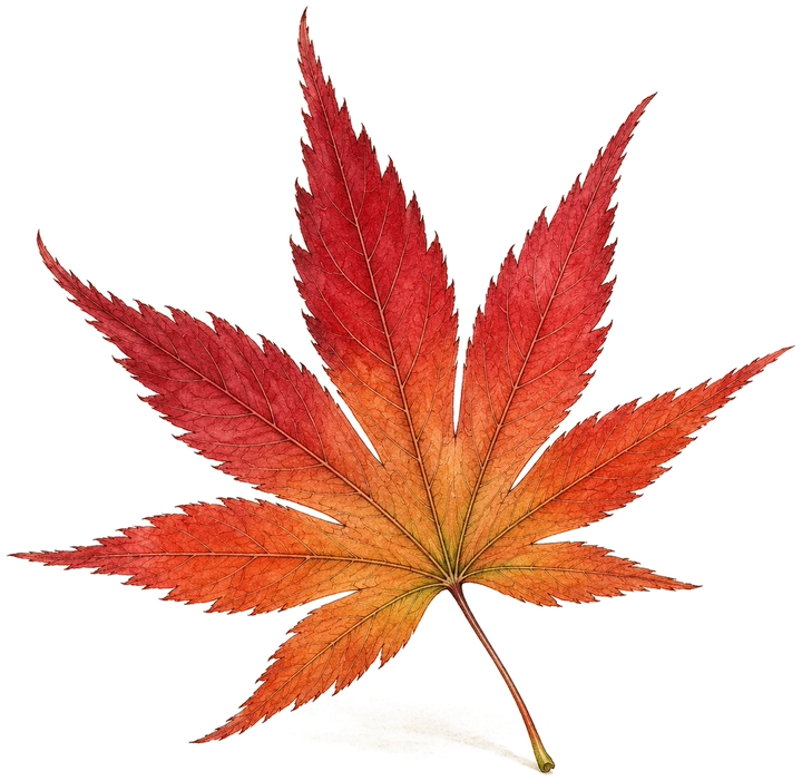 Feuille d'érable du Japon