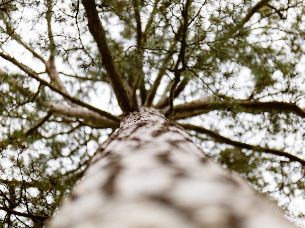 Vue depuis le pied d'un arbre majestueux vers la canopée — Pépinière Mainaud