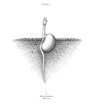 Une graine en germination