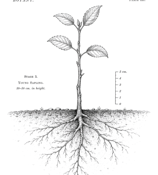 Un jeune plant