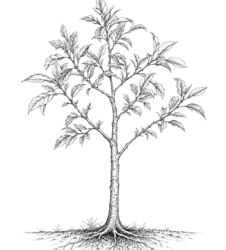 Un arbre adolescent