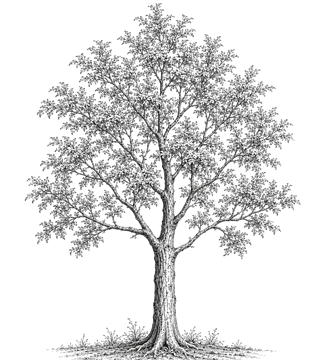 Un arbre majestueux